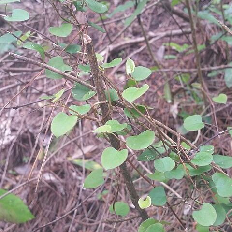 Muehlenbeckia australis unspecified picture