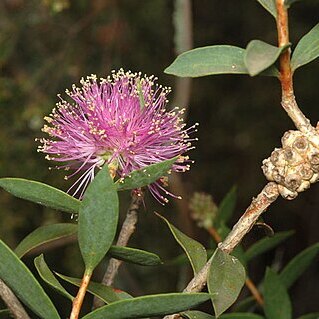 Melaleuca barlowii unspecified picture