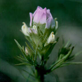 Orthocarpus tenuifolius unspecified picture