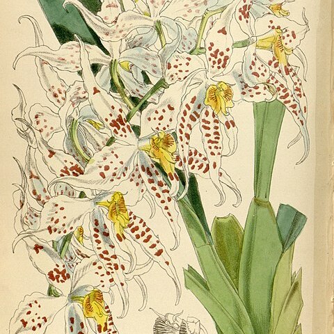 Oncidium cirrhosum unspecified picture