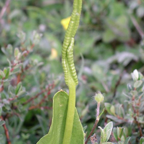 Ophioglossum unspecified picture