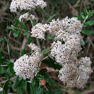 Ozothamnus cuneifolius unspecified picture