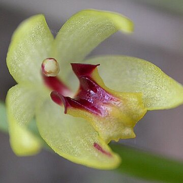 Octomeria grandiflora unspecified picture