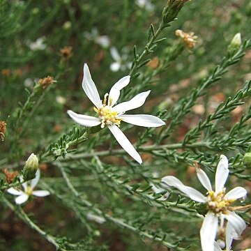 Olearia floribunda unspecified picture