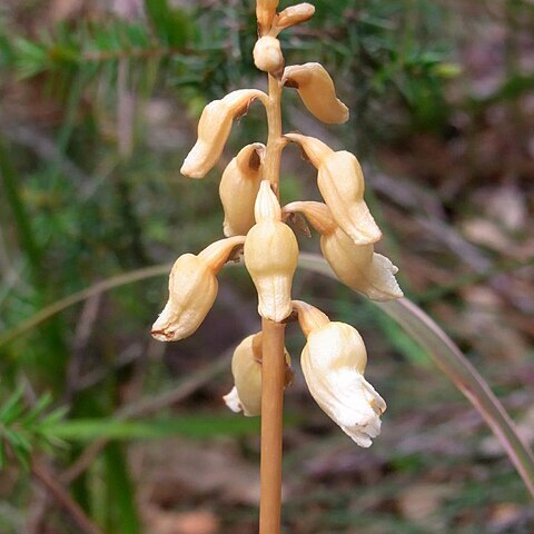 Gastrodia sesamoides unspecified picture