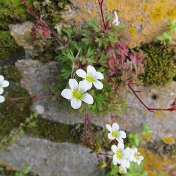 Saxifraga globulifera unspecified picture