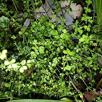 Galium propinquum unspecified picture