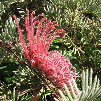 Grevillea thyrsoides unspecified picture