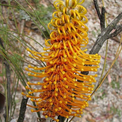 Grevillea excelsior unspecified picture