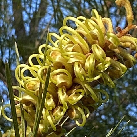 Grevillea hodgei unspecified picture