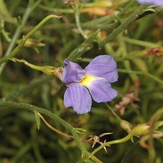 Goodenia caerulea unspecified picture