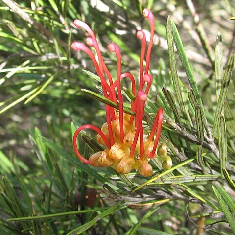 Grevillea concinna unspecified picture