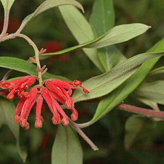 Grevillea epicroca unspecified picture