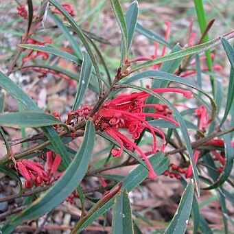 Grevillea dimorpha unspecified picture