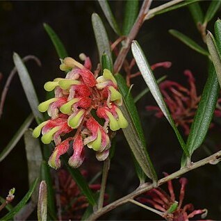 Grevillea aspera unspecified picture