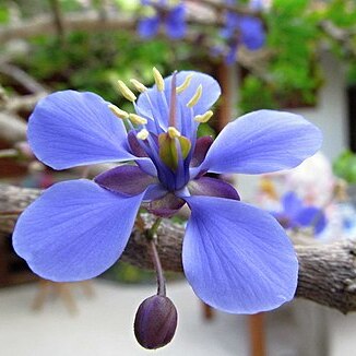 Guaiacum coulteri unspecified picture