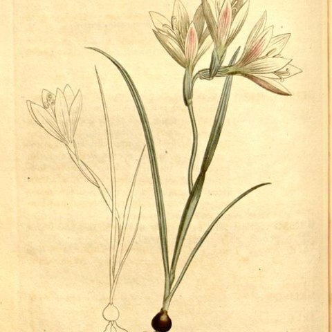 Geissorhiza setacea unspecified picture