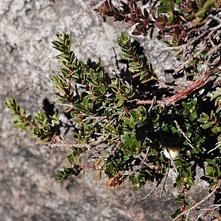 Gaultheria pumila unspecified picture