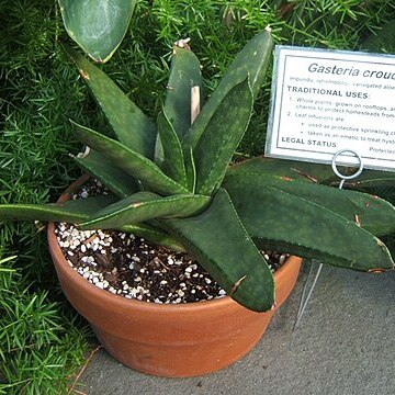 Gasteria croucheri unspecified picture