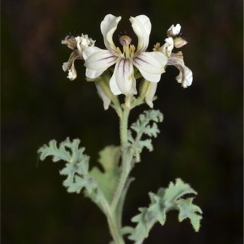 Goodenia calcarata unspecified picture