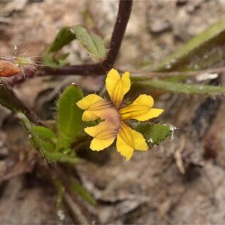 Goodenia pilosa unspecified picture