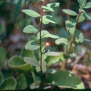 Geocaulon lividum unspecified picture