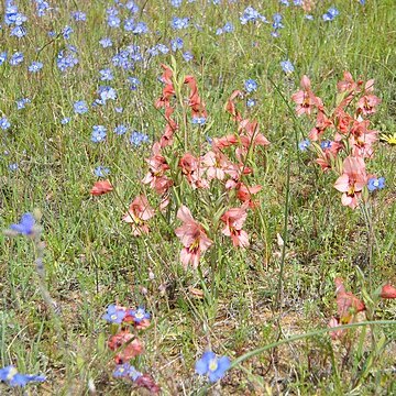 Gladiolus meliusculus unspecified picture