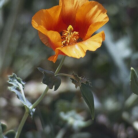 Glaucium grandiflorum unspecified picture