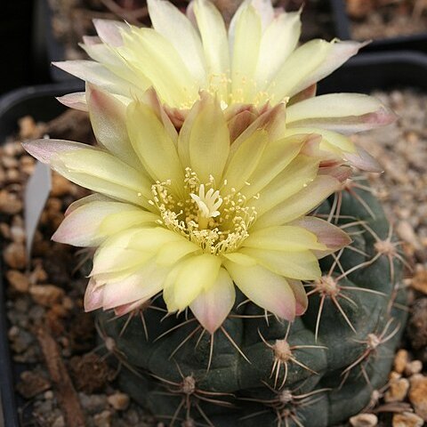 Gymnocalycium andreae unspecified picture