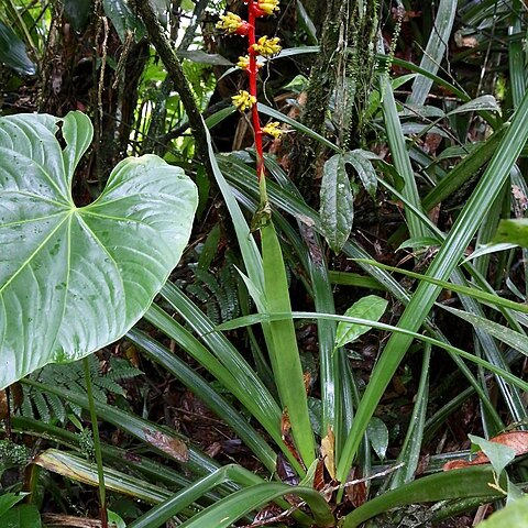 Guzmania weberbaueri unspecified picture