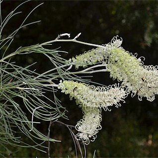 Grevillea albiflora unspecified picture