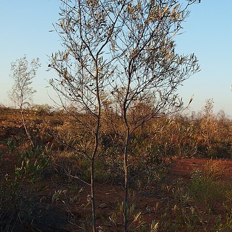 Grevillea refracta unspecified picture