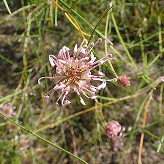 Grevillea bracteosa unspecified picture