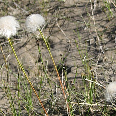 Eriophorum callitrix unspecified picture