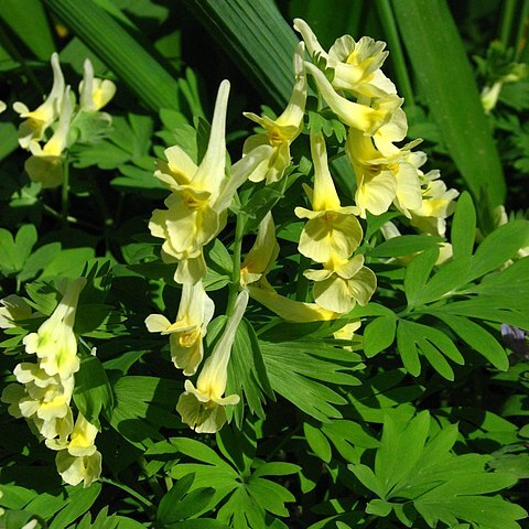 Corydalis bracteata unspecified picture