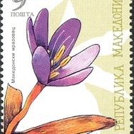 Colchicum macedonicum unspecified picture