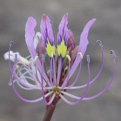 Cleome hirta unspecified picture