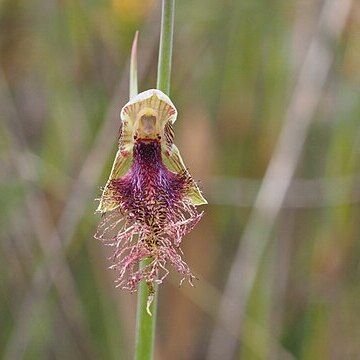 Calochilus russeus unspecified picture