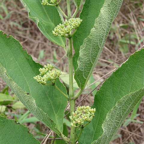 Cissus campestris unspecified picture