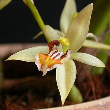 Coelogyne lentiginosa unspecified picture