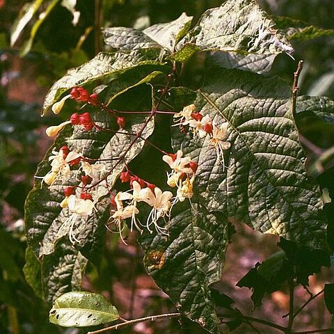 Clerodendrum schmidtii unspecified picture