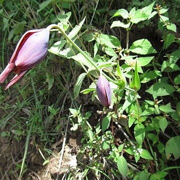 Calochortus purpureus unspecified picture