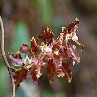 Cyrtochilum cordatum unspecified picture