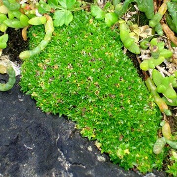 Colobanthus muscoides unspecified picture