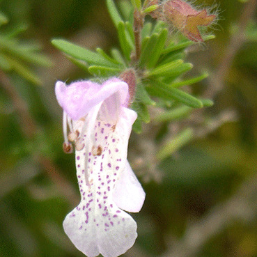 Conradina grandiflora unspecified picture