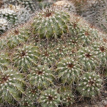 Copiapoa grandiflora unspecified picture