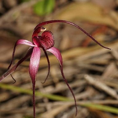 Caladenia formosa unspecified picture