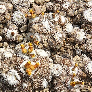 Copiapoa laui unspecified picture