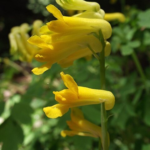 Corydalis ophiocarpa unspecified picture