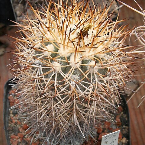 Copiapoa megarhiza unspecified picture